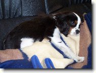 Cavalier King Charles Spaniel