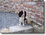 Cavalier King Charles Spaniel