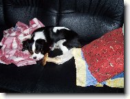 Cavalier King Charles Spaniel