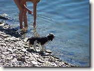 Cavalier King Charles Spaniel