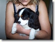 Cavalier King Charles Spaniel