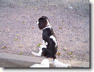 Cavalier King Charles Spaniel