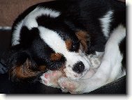 Cavalier King Charles Spaniel