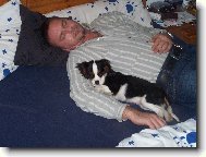 Cavalier King Charles Spaniel