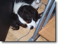 Cavalier King Charles Spaniel