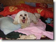 Maltese