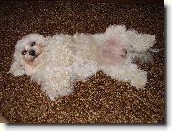 Maltese