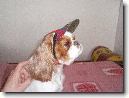 King Charles panl