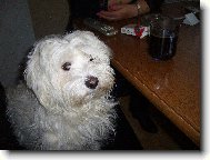 Maltese