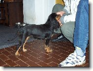 Cavalier King Charles Spaniel