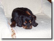 Cavalier King Charles Spaniel