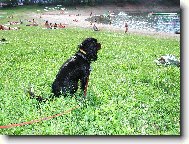 Cavalier King Charles Spaniel