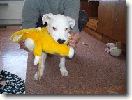 Dogo Argentino