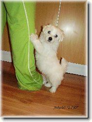 Maltese