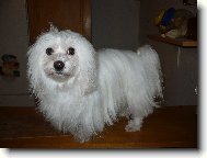 Maltese