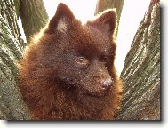 Deutscher spitz - Kleinspitz, German Spitz Miniature Spitz