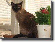 Siamese cat