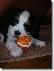 Cavalier King Charles Spaniel