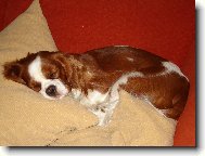 Cavalier King Charles Spaniel