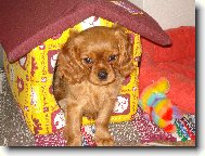 Cavalier King Charles Spaniel
