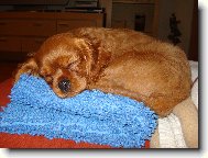 Cavalier King Charles Spaniel