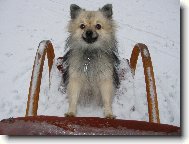 Deutscher spitz, German Spitz