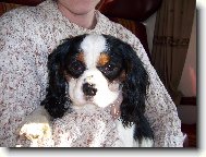 Cavalier King Charles Spaniel