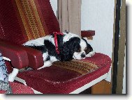 Cavalier King Charles Spaniel