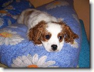 Cavalier King Charles Spaniel