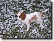 Cavalier King Charles Spaniel