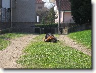 Baseti