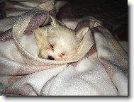 Maltese