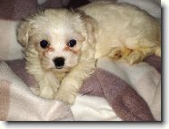 Maltese