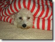 Maltese