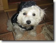 Maltese