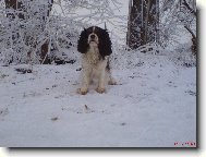 Cavalier King Charles Spaniel