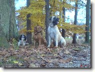 Cavalier King Charles Spaniel