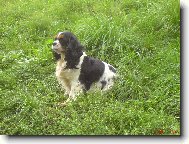 Cavalier King Charles Spaniel