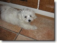 Maltese