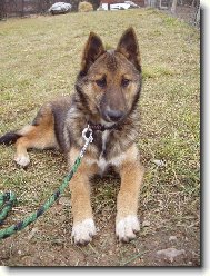 Chien de Berger Belge - Malinois