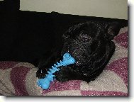 Bouledogue francais, French Bulldog