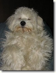 Maltese