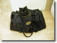 Persian cat