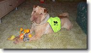 Shar-Pei