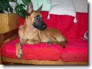 Chien de Berger Belge - Malinois