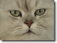 Persian cat