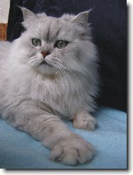 Persian cat