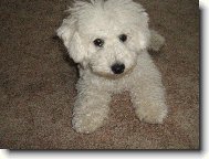 Bichon á poil frisé, Bichon Frise