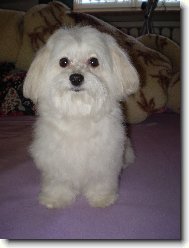 Maltese