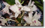Dendrobium